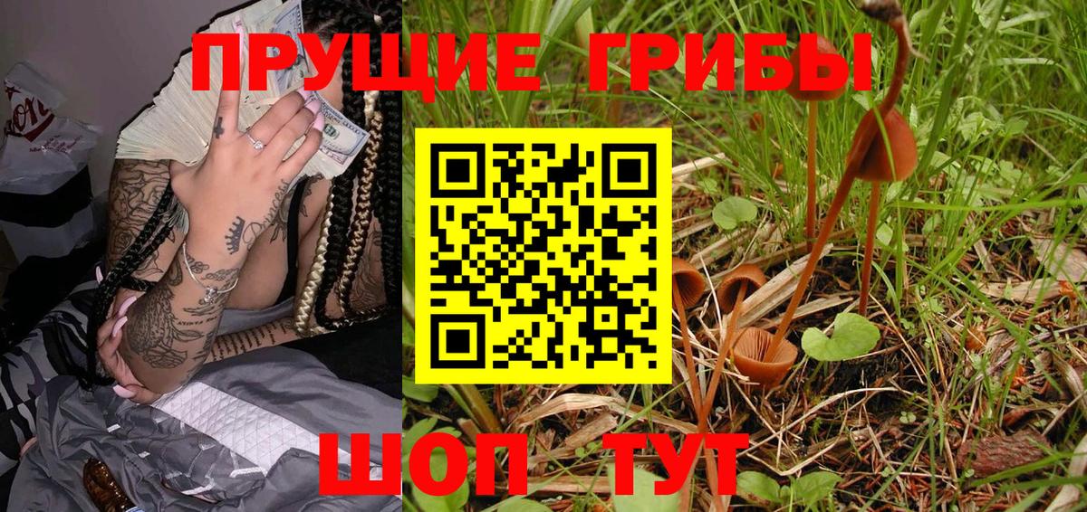 Галлюциногенные грибы Psilocybe Чапаевск